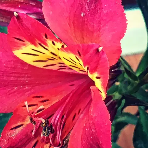 Pink Alstroemeria, India