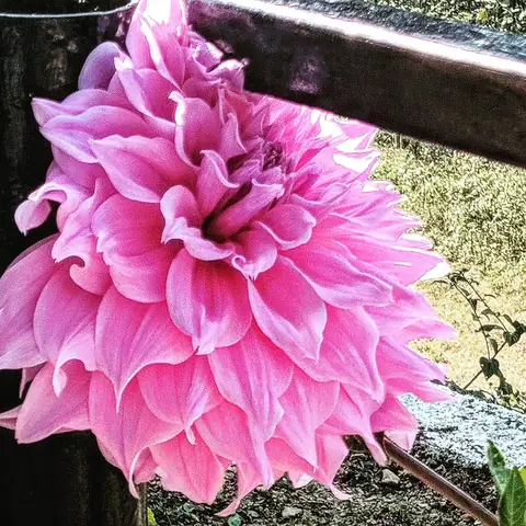 Pink Dahlia, Ooty, Tamil Nadu