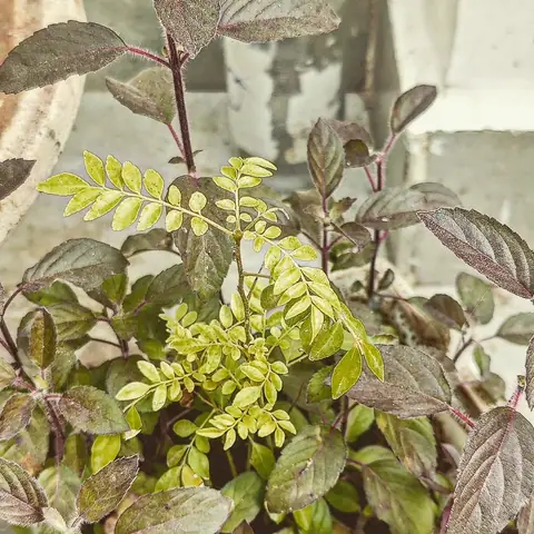 Curry Leaf in the Pot, India