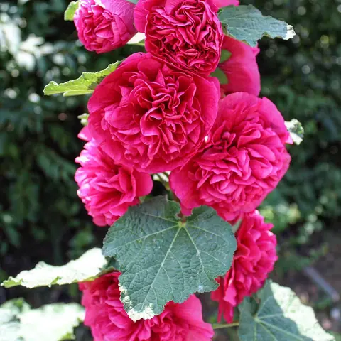 Double Hollyhocks, Hill Station, India