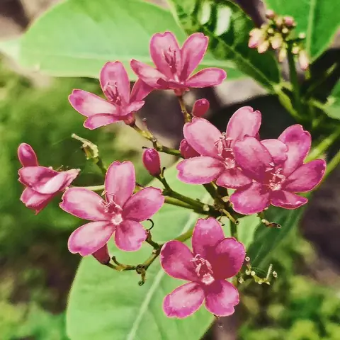 Pink Jatropha, India