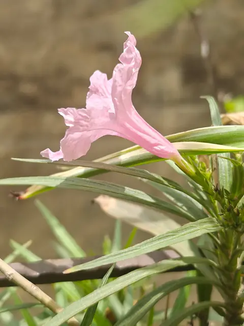Pink Petunia in Profile, Delhi