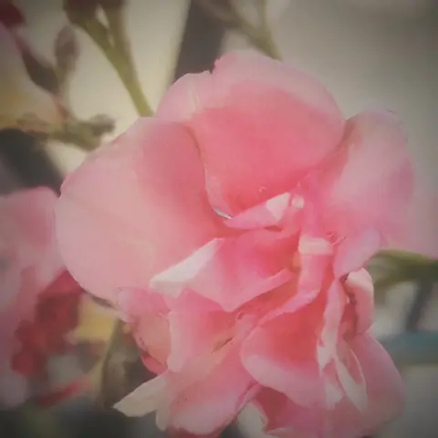 Oleander, Soft Pink, Bangalore, India