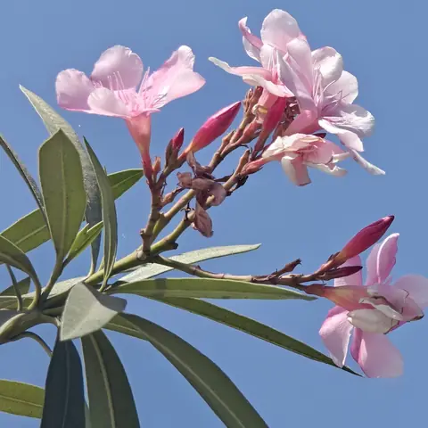 Oleander, Pink, Delhi
