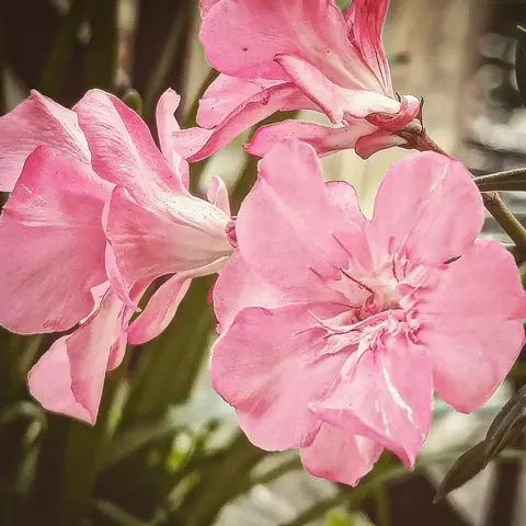 Pink Oleander, India