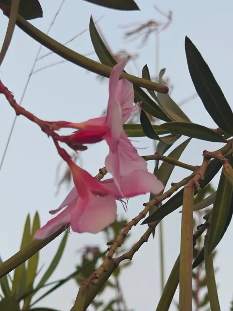 Oleander Against the Sky, Delhi