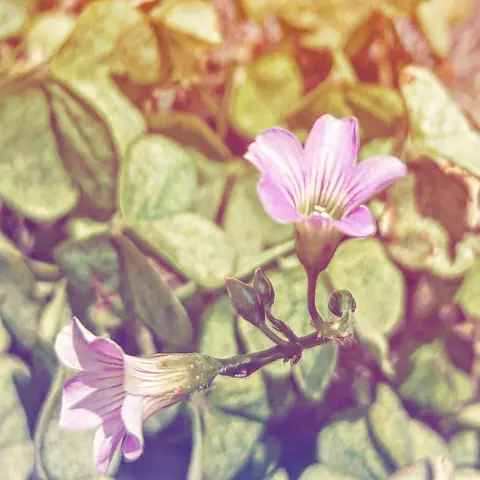 Pink Oxalis, India