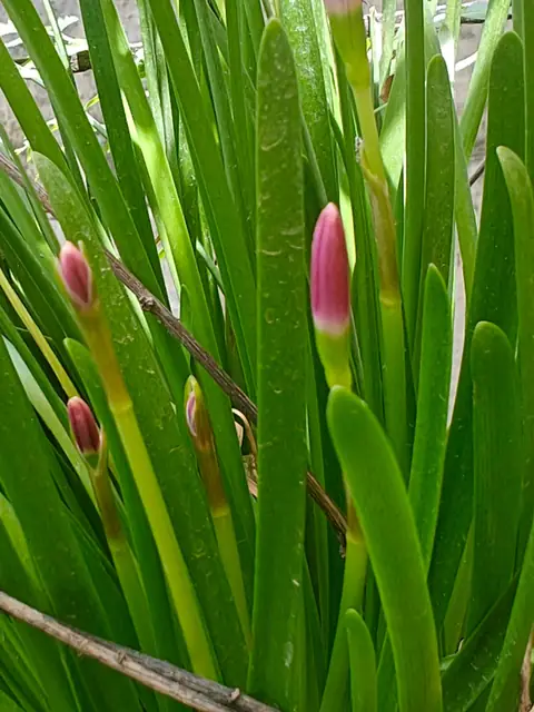 Rain Lily Buds, Delhi