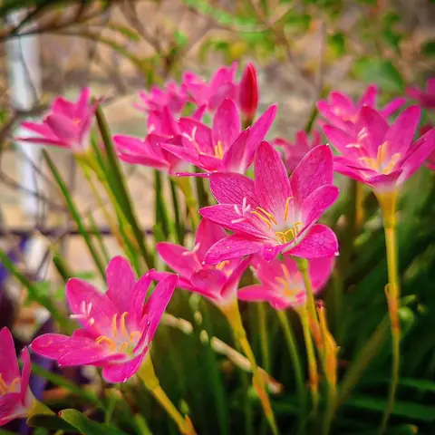 Drift of Rain Lilies, India