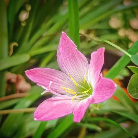 Single Rain Lily, India