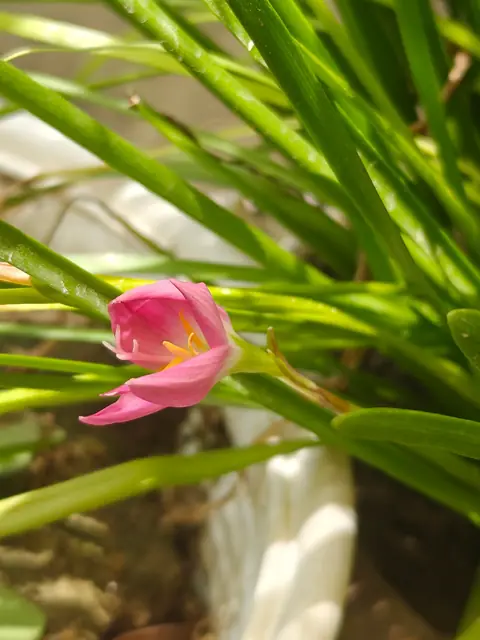 Pink Rain Lily, Delhi