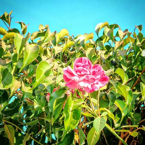 Rose Above the Hedge, Coastal India