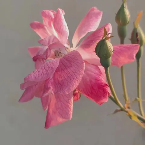 Petal Details, India