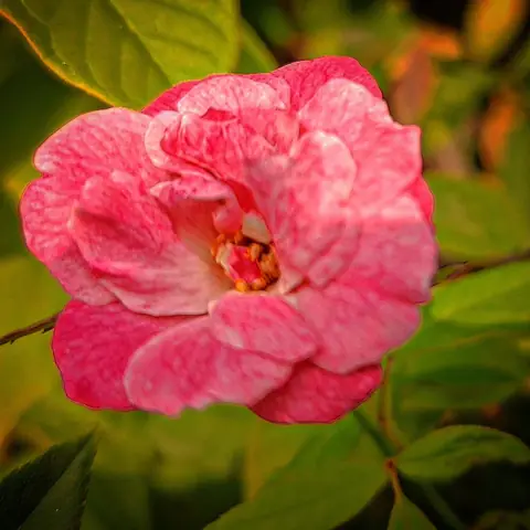 Rose in Late Light, India