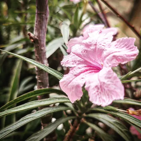 Pink Ruellia, India