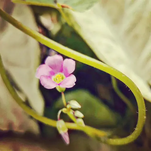 On a Curling Stem, India