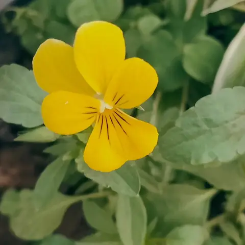 Plain Yellow Viola, India