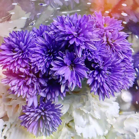 Purple Bunch in Cellophane, India