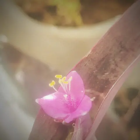 Purple Heart in Bloom, India