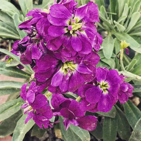 Purple Stock, Hill Station, India