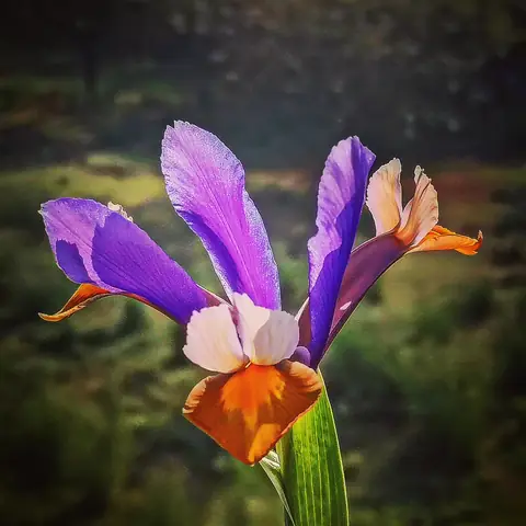 Iris in Light, Kashmir
