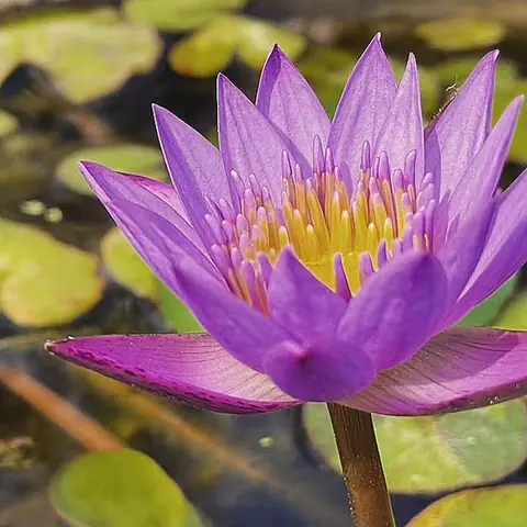 Lily Dream, Kerala