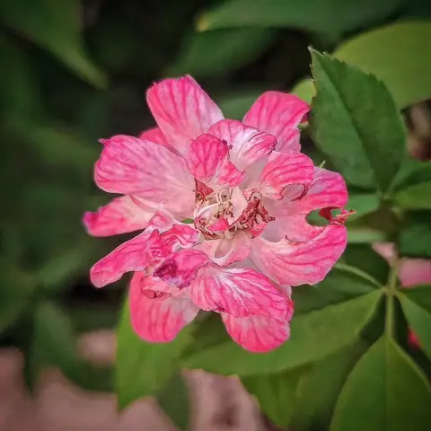Weathered Pink Rose, India