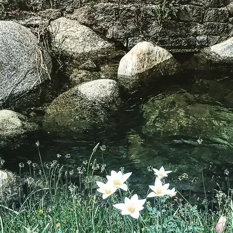 Rain Lilies, India