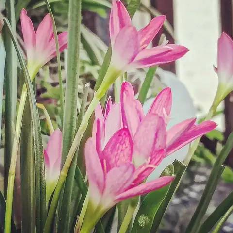 Rain Lily Buds, India