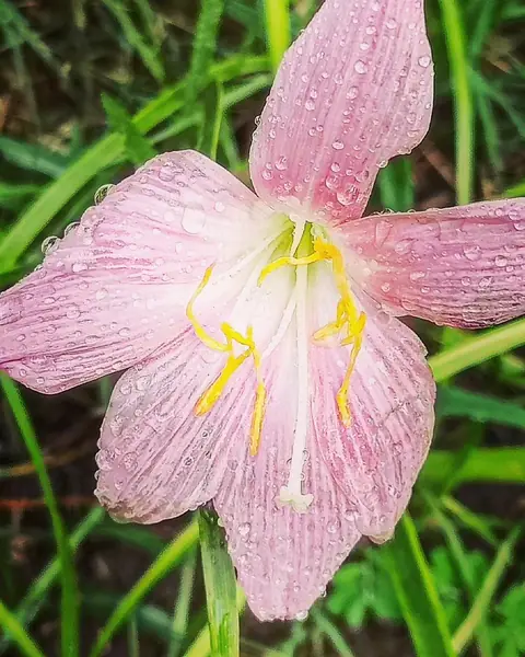 Rain Lily, Wet, India