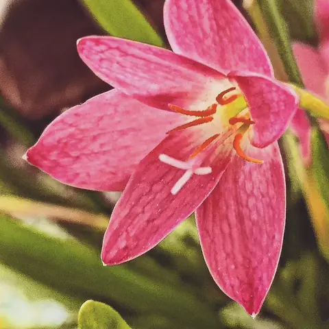 Rain Lily in Profile, India