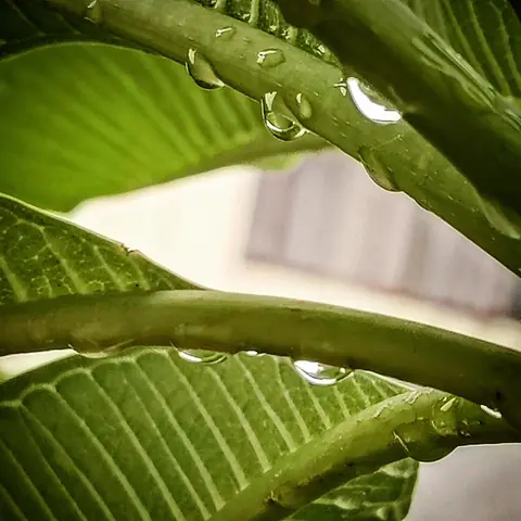 Rain on Frangipani, India