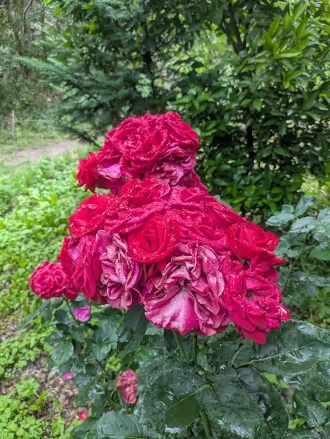 Roses After Rain, India