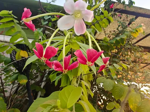 Rangoon Creeper at Dawn, Delhi