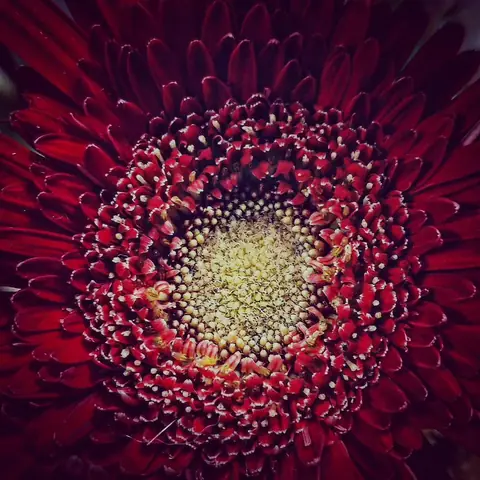 Gerbera, From the Centre, India