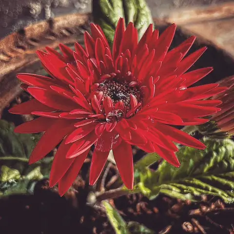 Red Gerbera After Watering, India