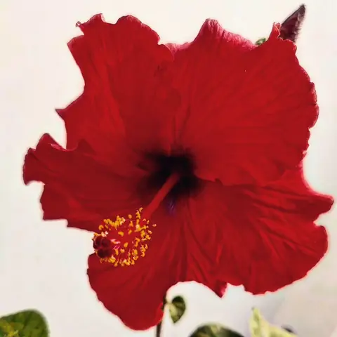 Red Hibiscus, India