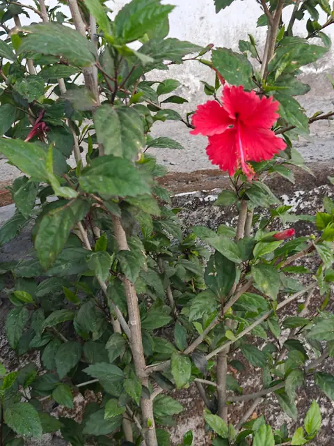 Red Hibiscus by the Wall, Dehradun, Uttarakhand