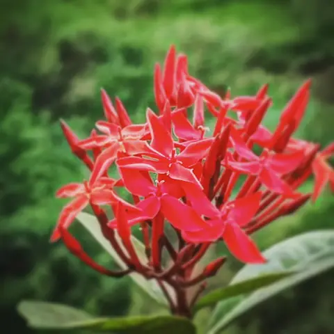 Ixora in Red, India