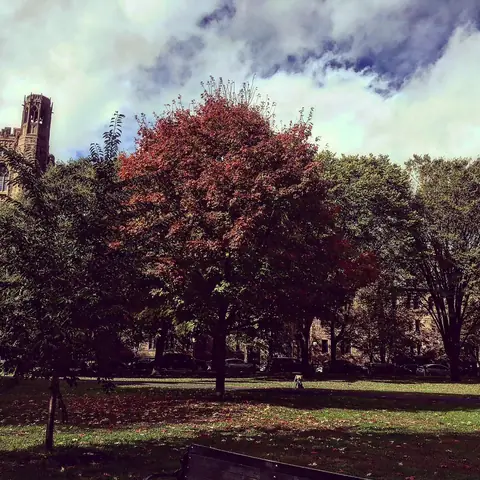 Red Maple, College Green, USA