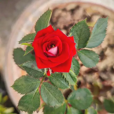 Small Red Rose, India