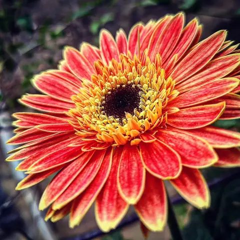 Flame Gerbera, Ooty, Tamil Nadu