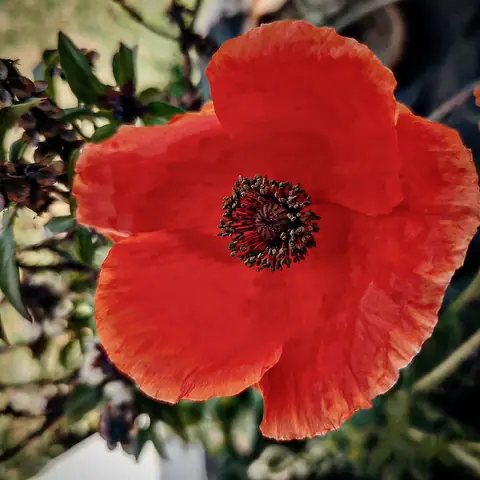 Red Poppy, Himachal Pradesh, India