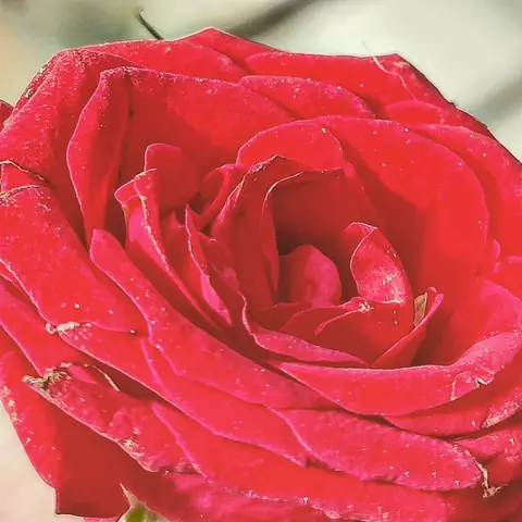 Red Rose, Up Close, Northern India
