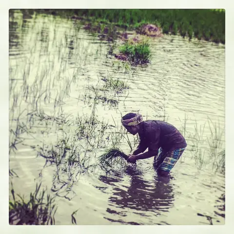 Paddy Season, West Bengal