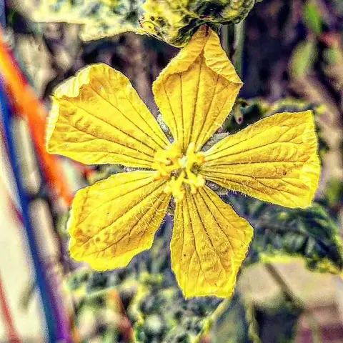 Luffa, in Flower, India