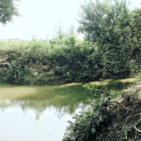 The Overgrown Bank, Central India