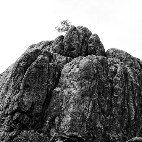 Summit Tree, Arizona, USA