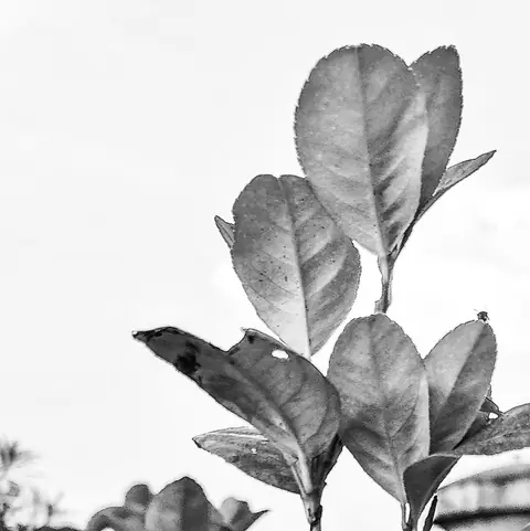 Leaves, in Grey, India