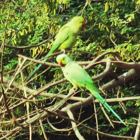 Rose-Ringed Pair, Bangalore, India